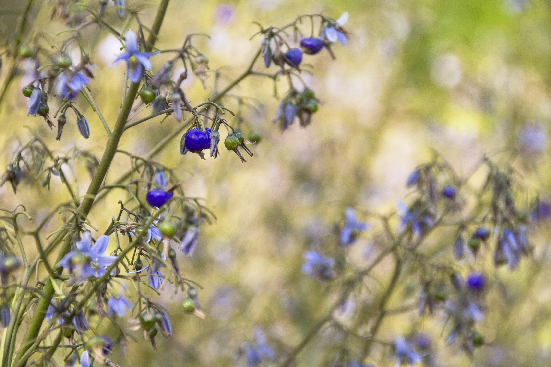 Cassa Blue™ Flax Lily 5 Cassa Blue™ Flax Lily