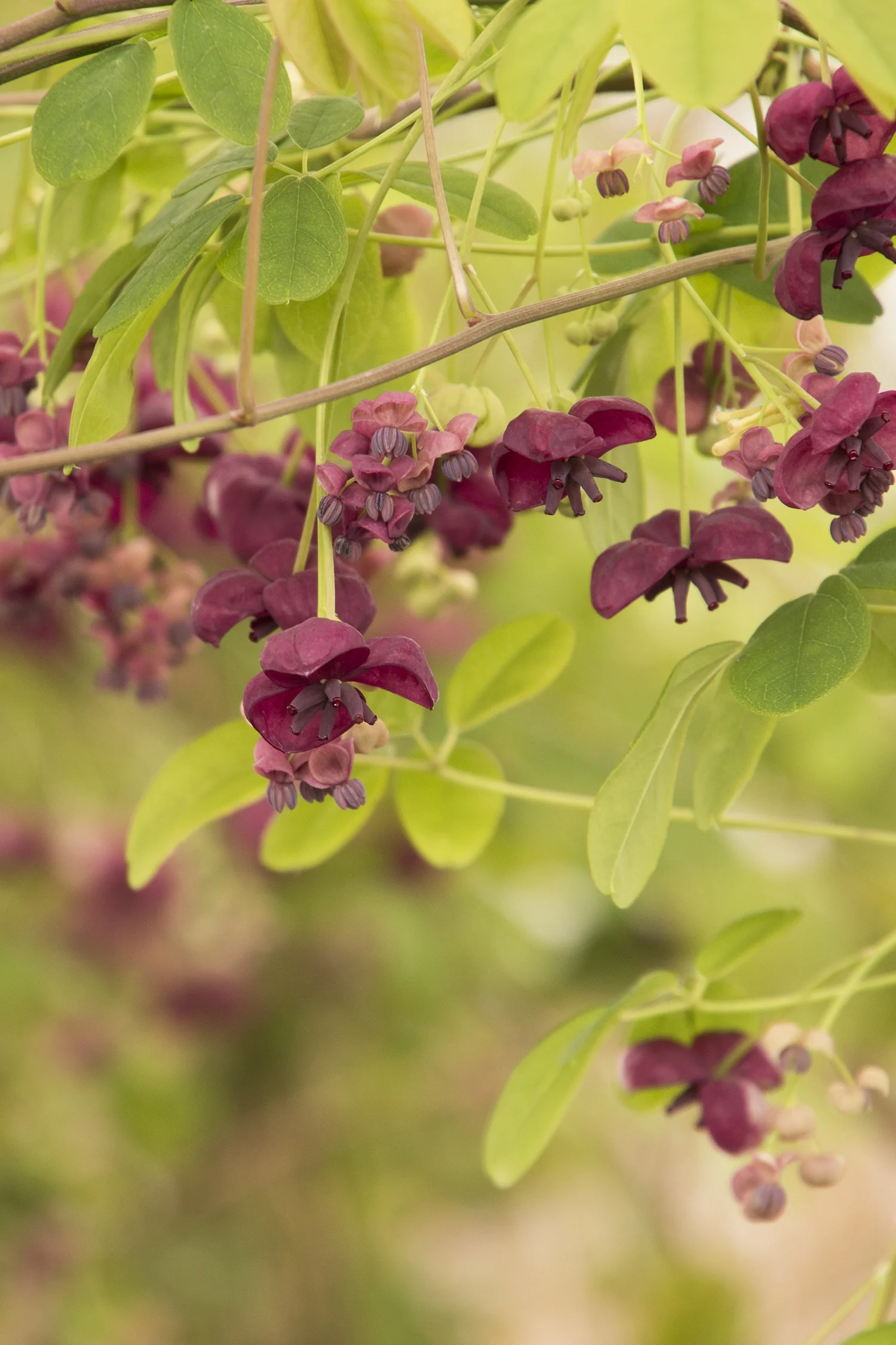 Fiveleaf Akebia