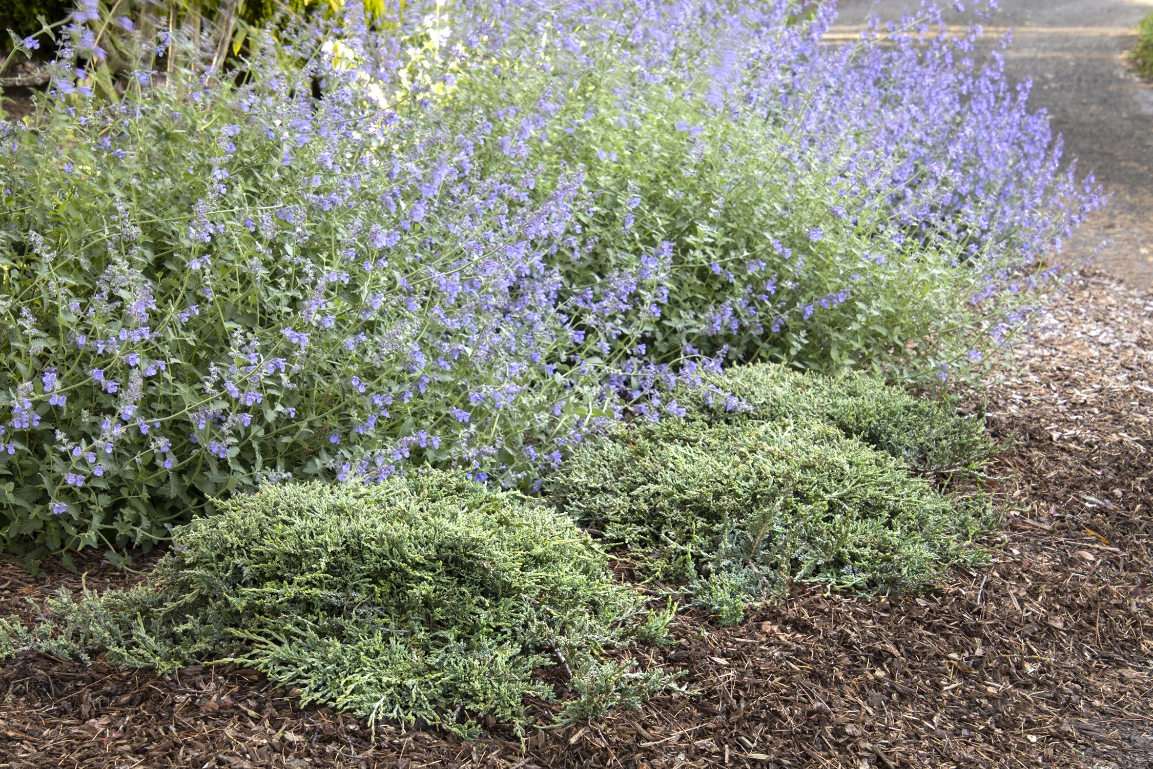 Icee Blue® Juniper 7 Icee Blue® Juniper