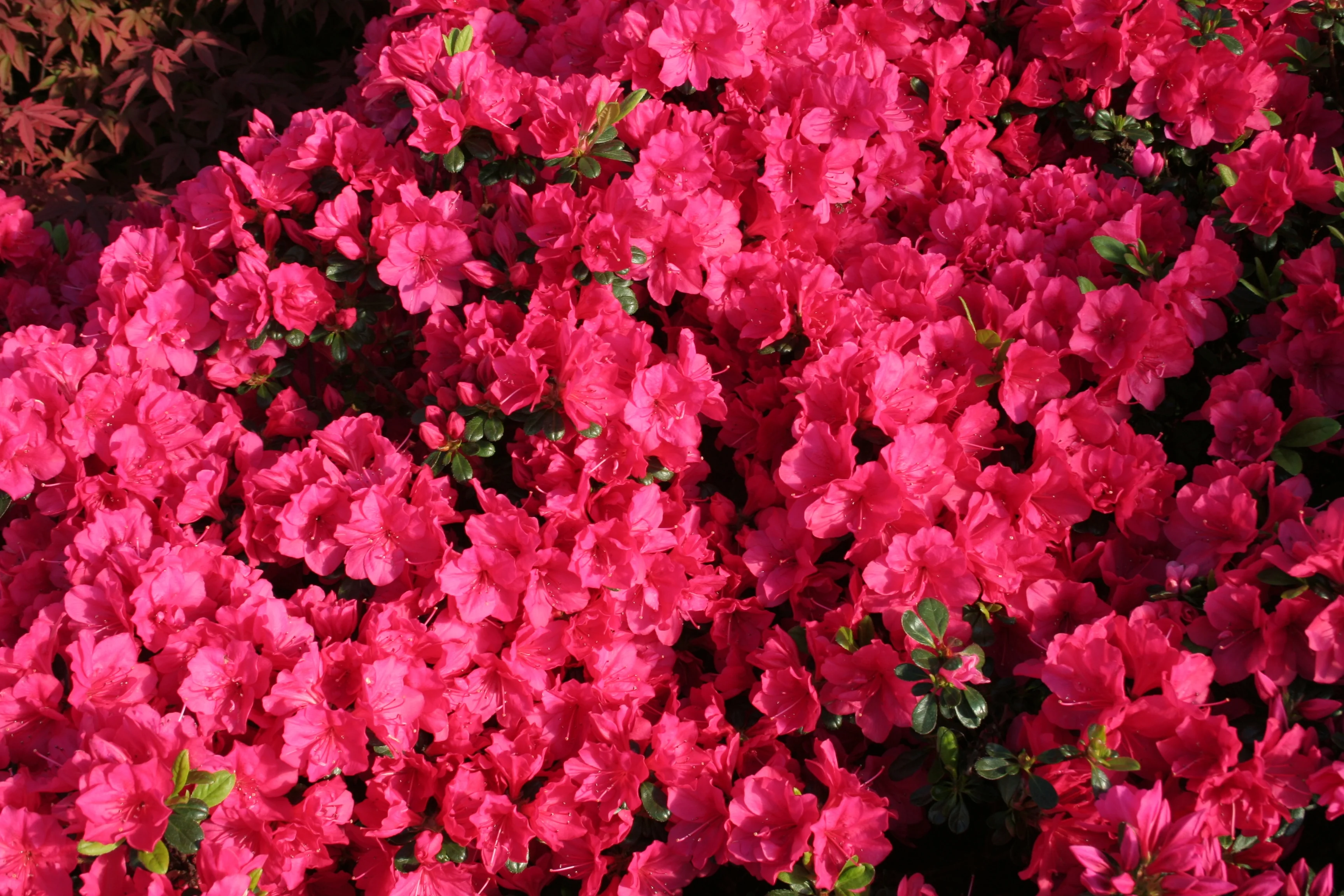 Kimono™ Canzonetta Azalea 2 Kimono™ Canzonetta Azalea