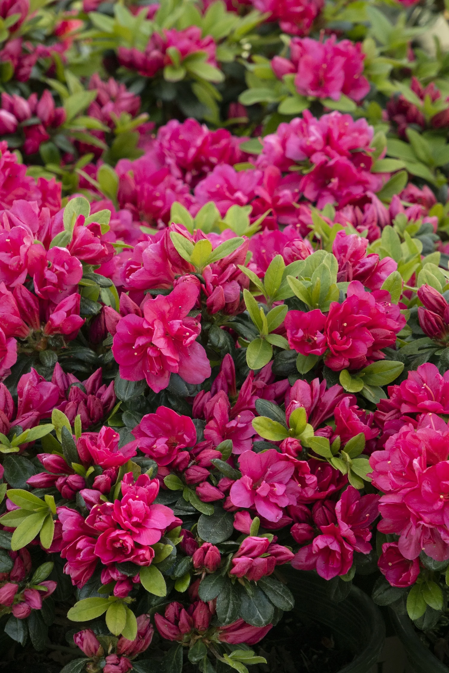 Kimono™ Canzonetta Azalea 4 Kimono™ Canzonetta Azalea