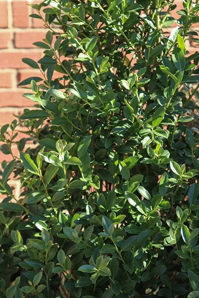 Arrow Point™ Holly