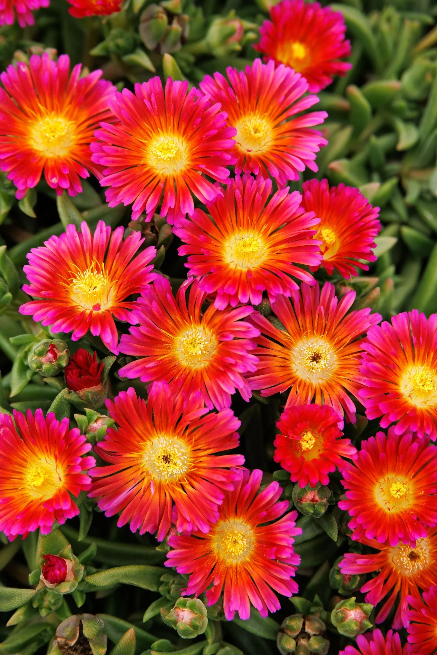 Ocean Sunset™ Orange Glow Ice Plant