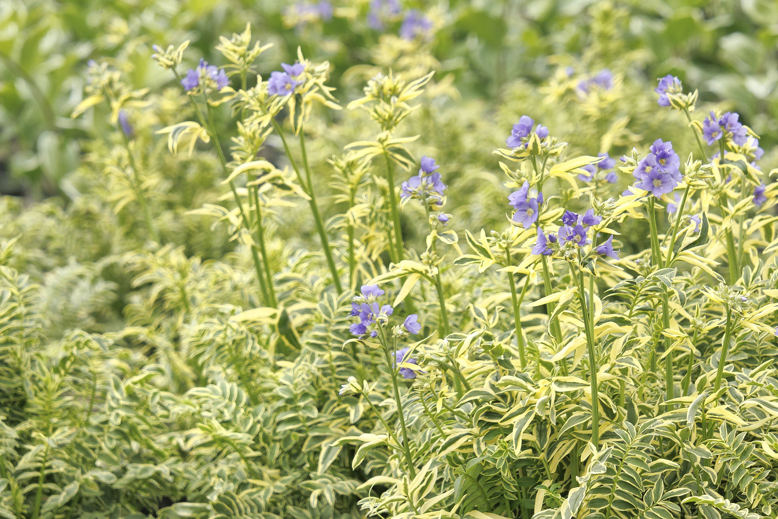 Variegated Jacob's Ladder 6 Variegated Jacob's Ladder
