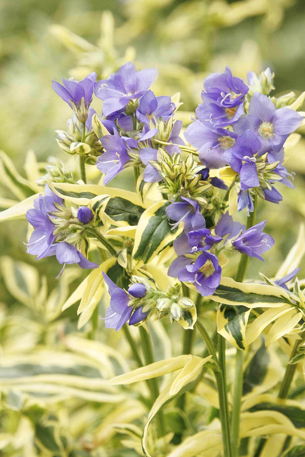 Variegated Jacob's Ladder 2 Variegated Jacob's Ladder