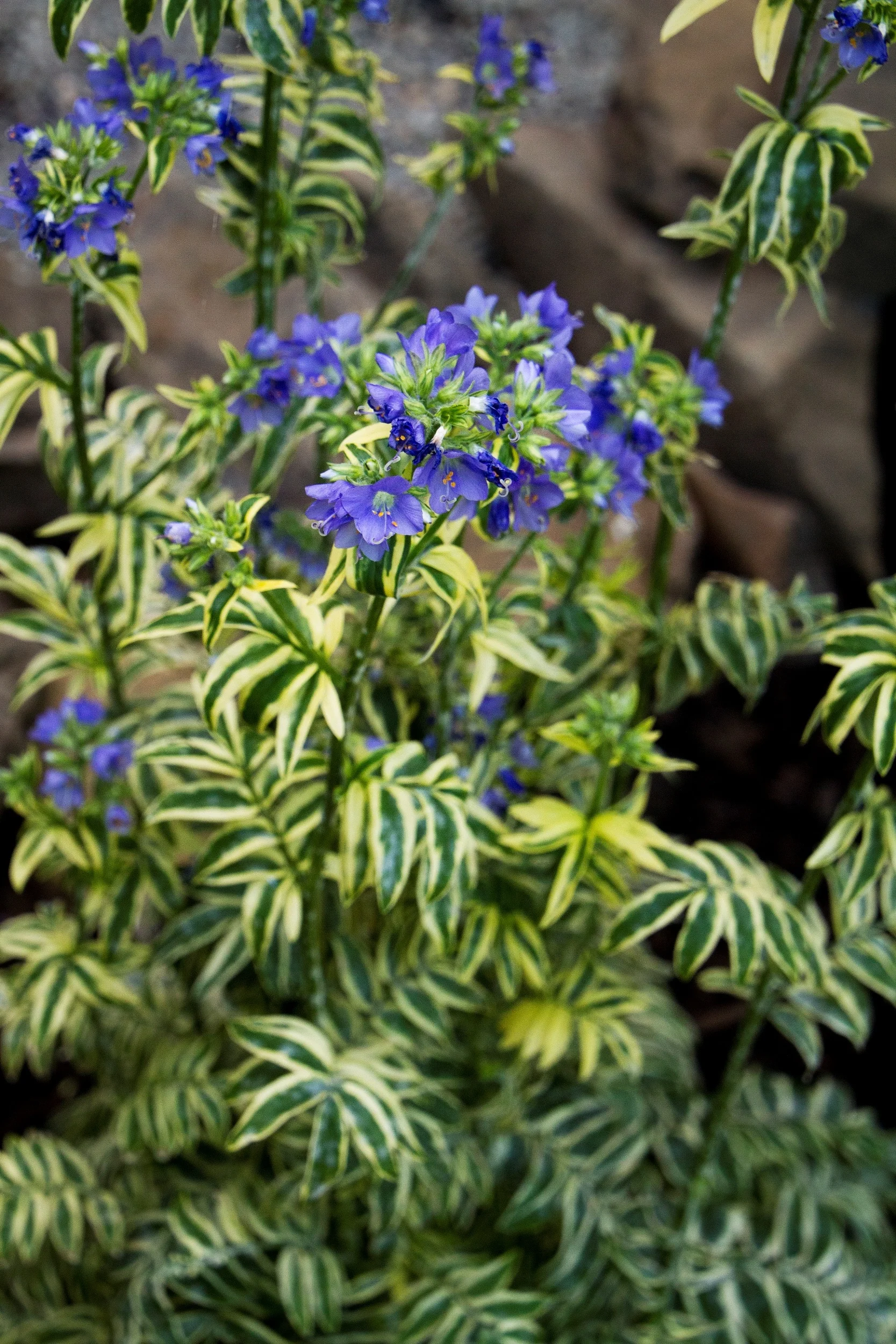 Variegated Jacob's Ladder 4 Variegated Jacob's Ladder