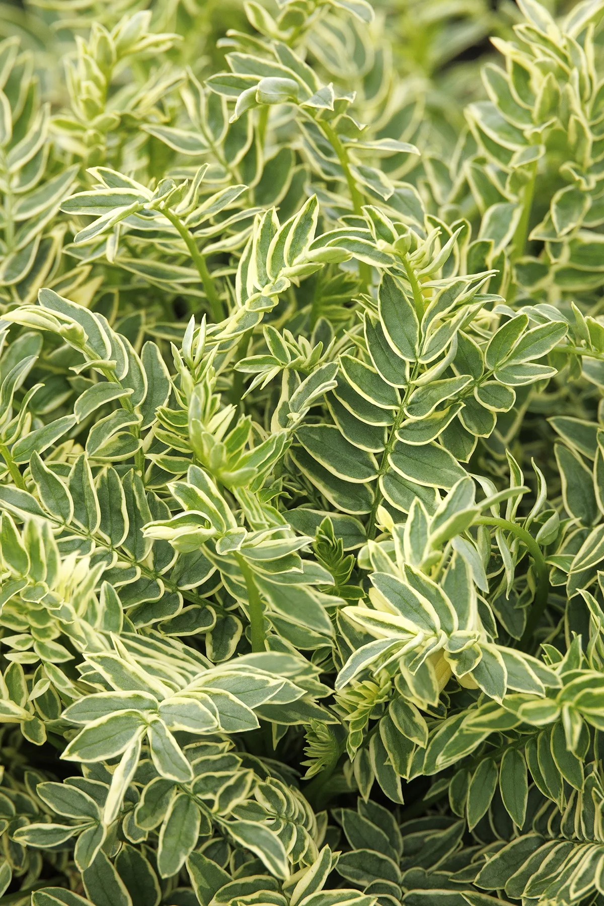Variegated Jacob's Ladder 5 Variegated Jacob's Ladder