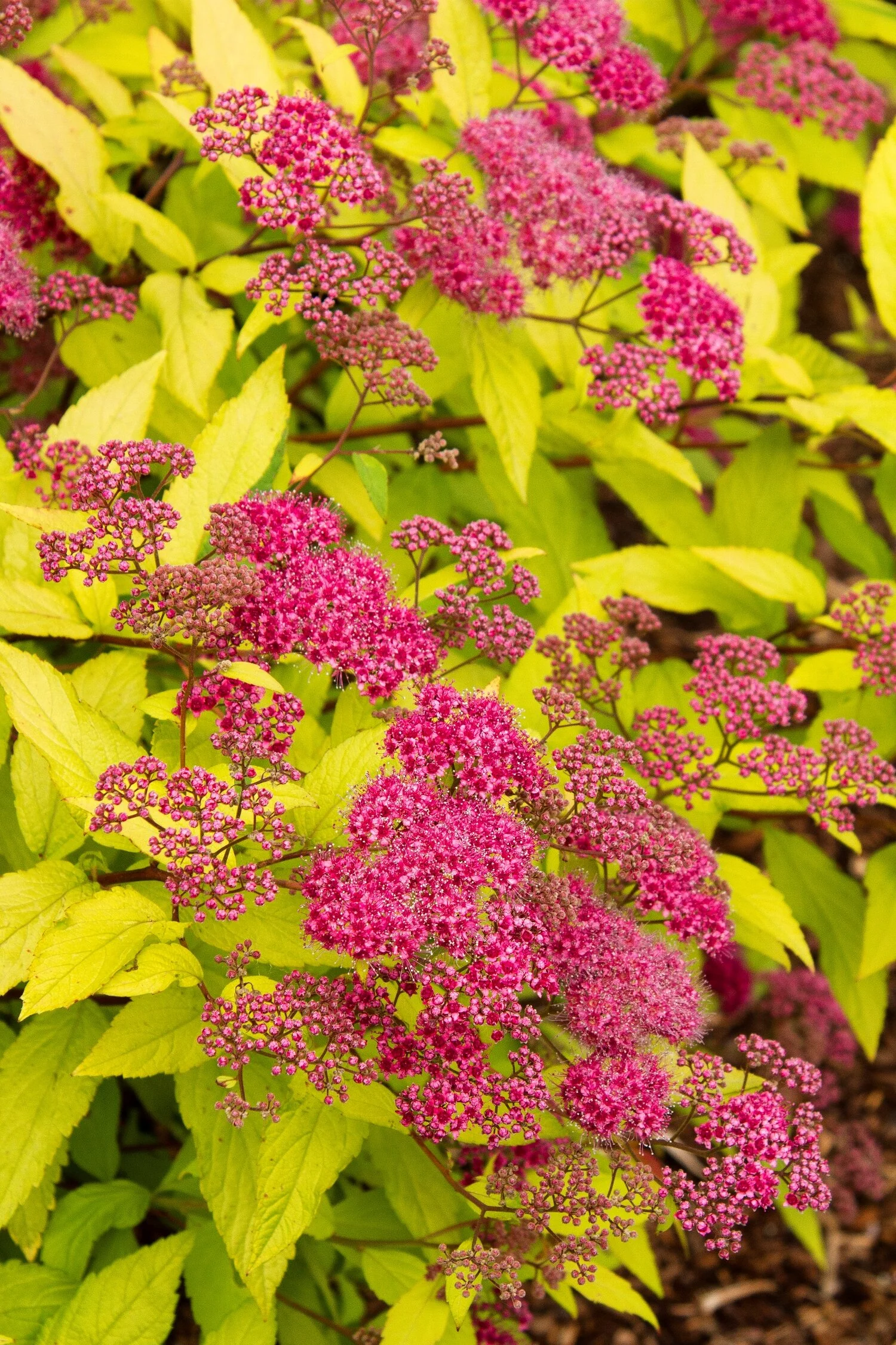 Goldflame Spirea 8 Goldflame Spirea