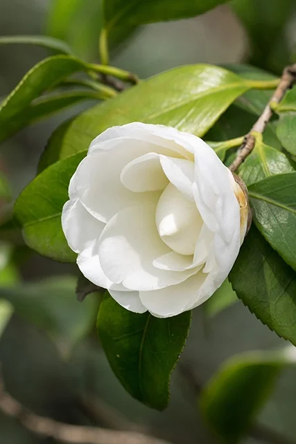 Autumn Moon Camellia 7 Autumn Moon Camellia