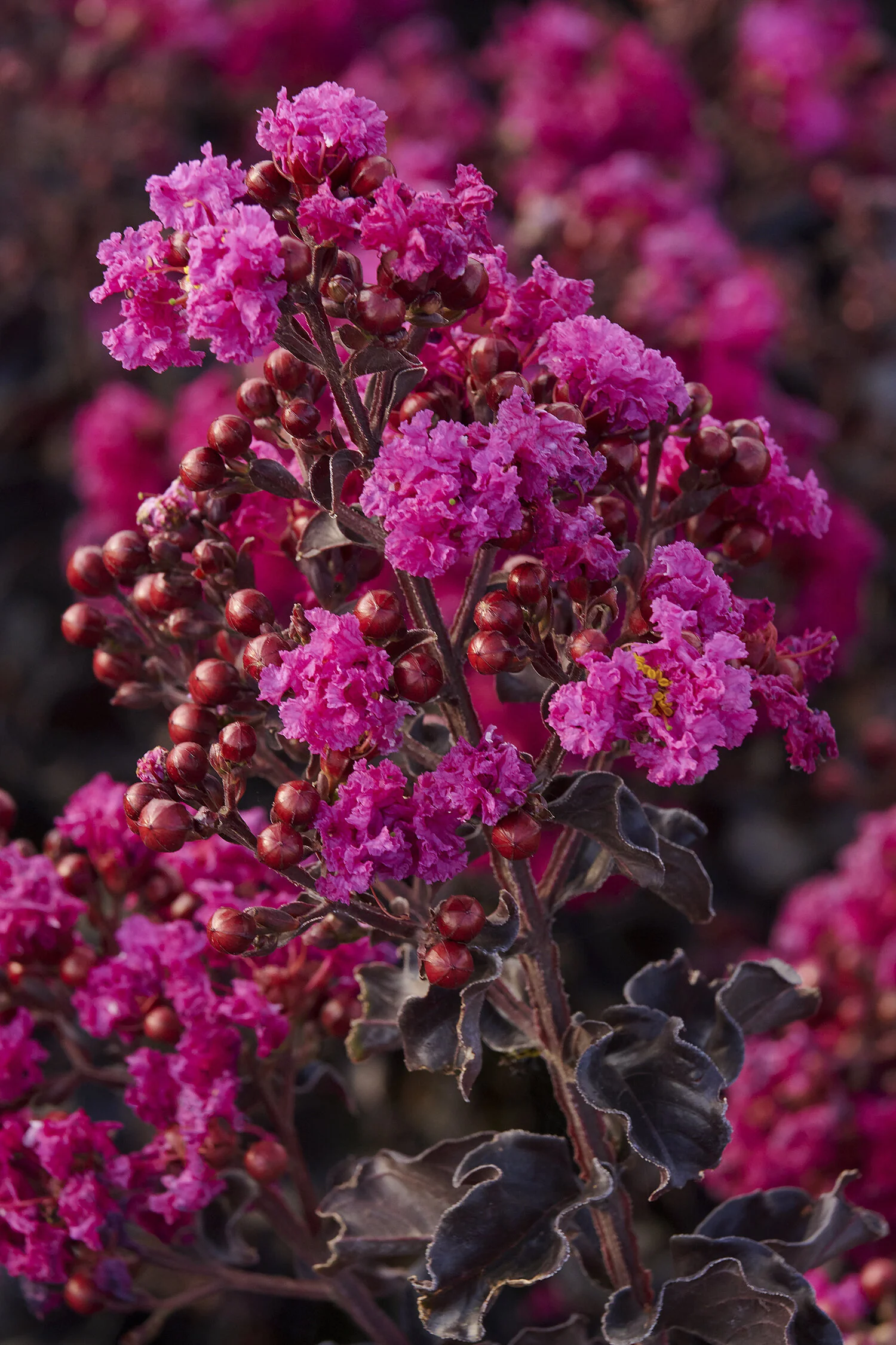 Summerlasting® Raspberry Crape Myrtle