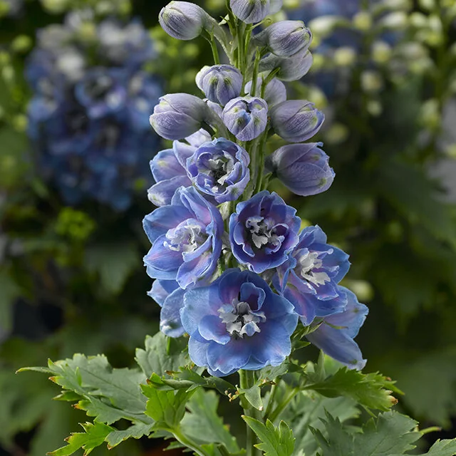 Delphina™ Light Blue White Bee Delphinium 10 Delphina™ Light Blue White Bee Delphinium