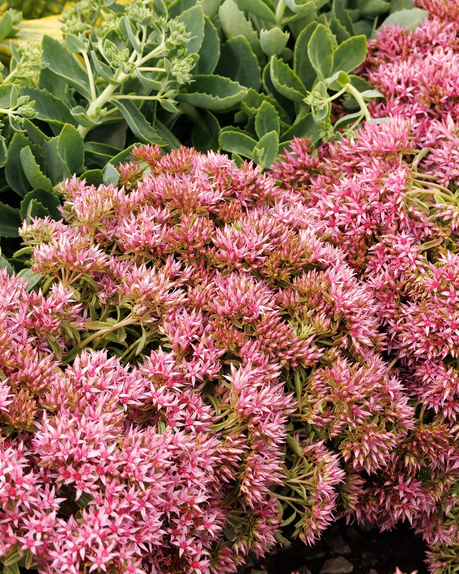 Spot On™ Pink Stonecrop 2 Spot On™ Pink Stonecrop