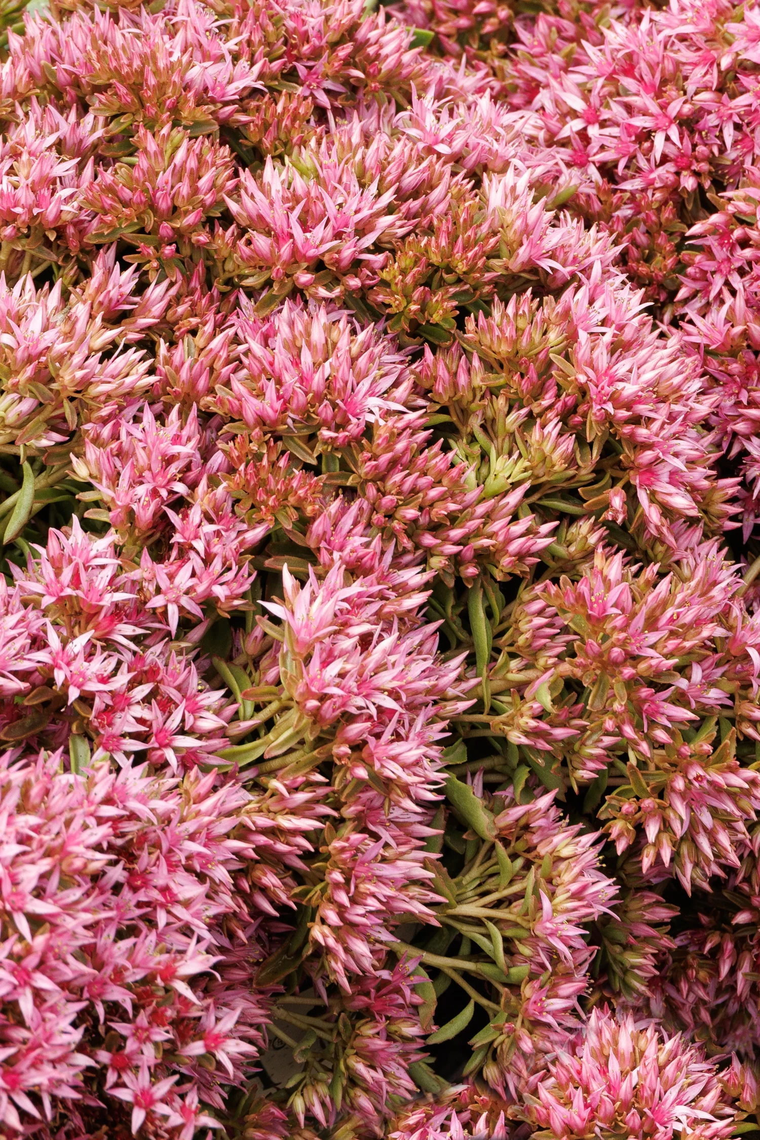 Spot On™ Pink Stonecrop 2 Spot On™ Pink Stonecrop