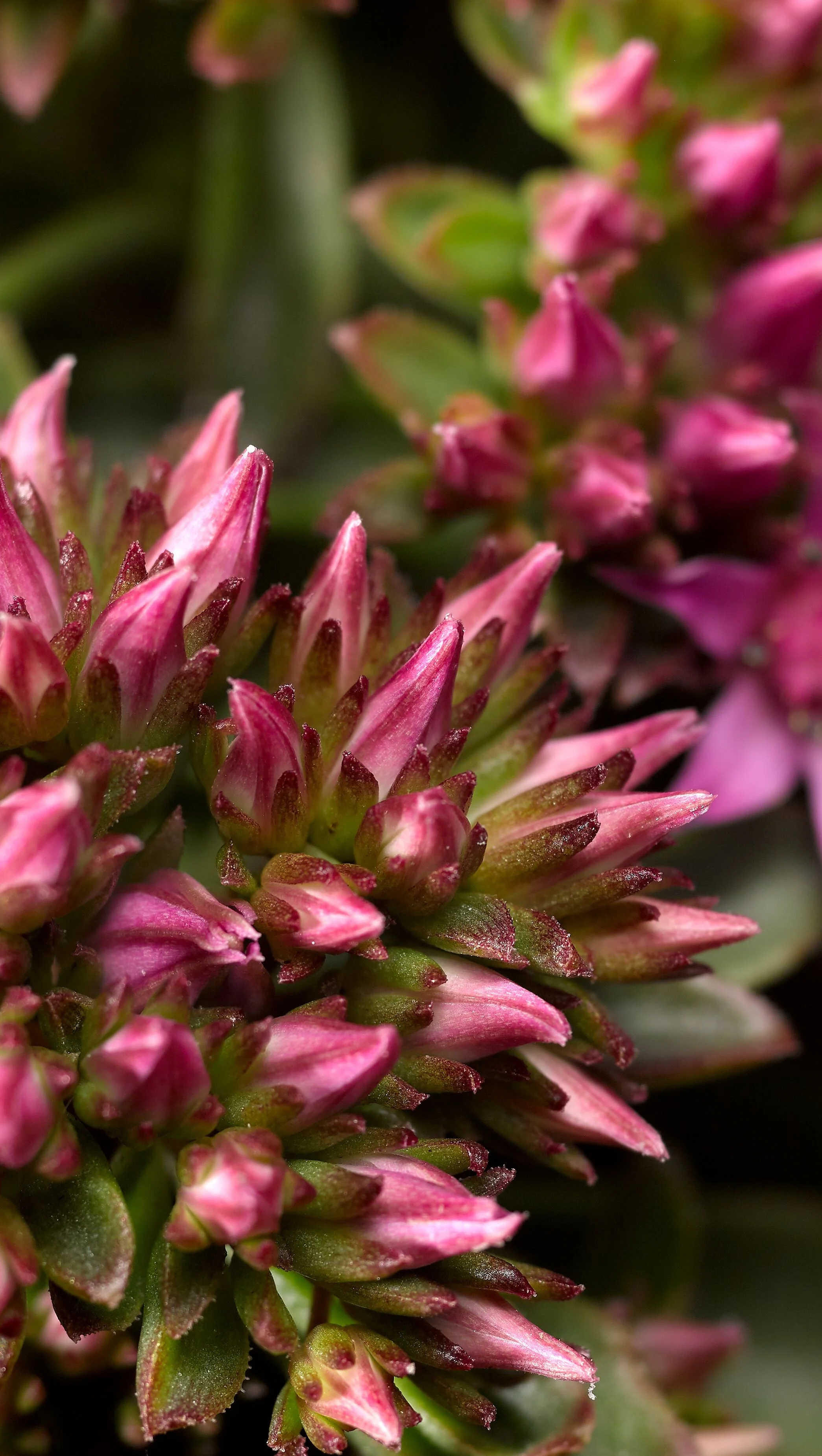 Spot On™ Pink Stonecrop 3 Spot On™ Pink Stonecrop
