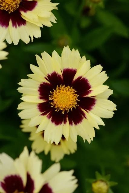 UpTick™ Cream & Red Coreopsis