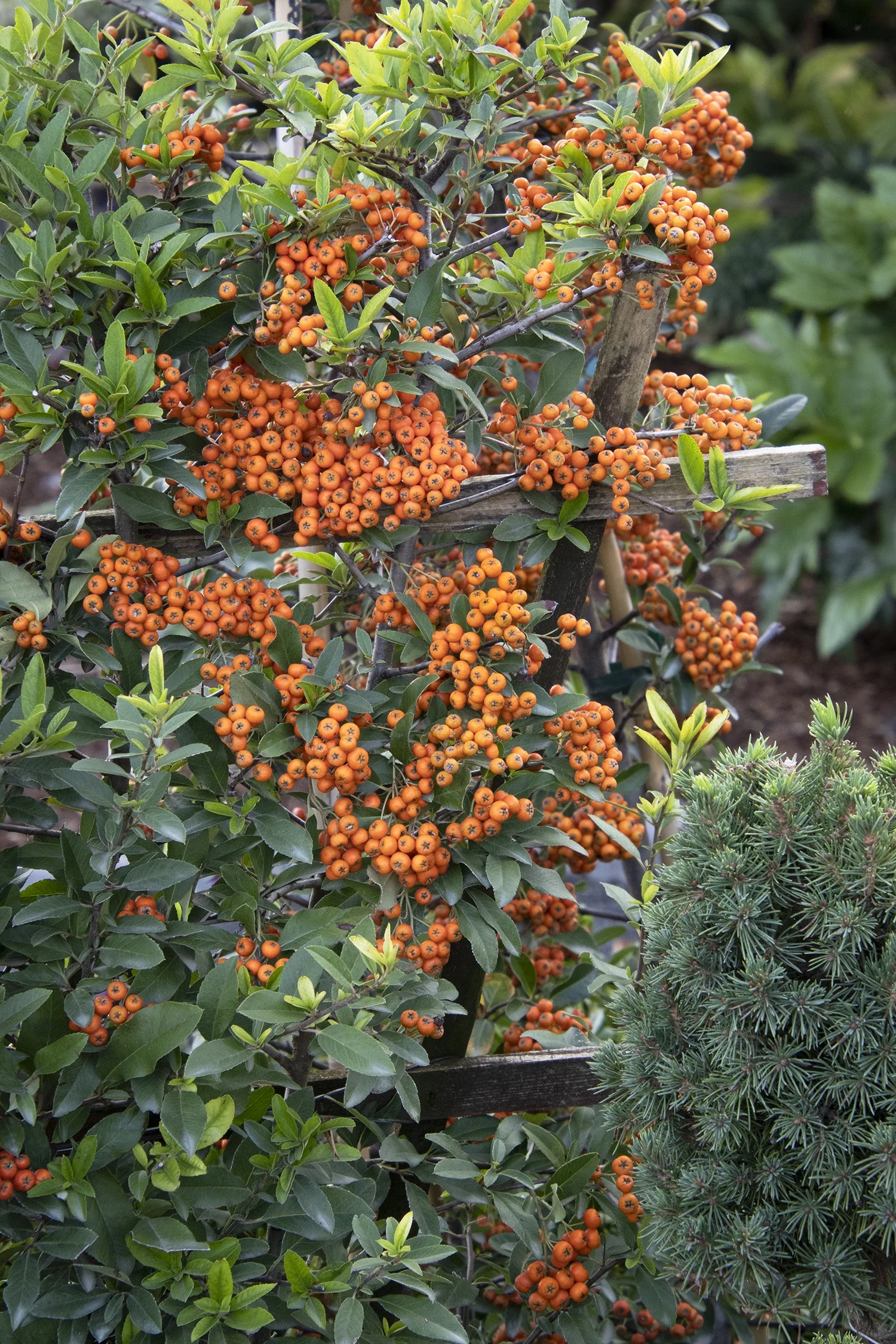Yukon Belle® Pyracantha 1 Yukon Belle® Pyracantha