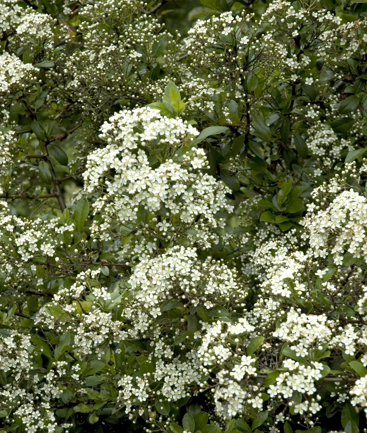 Yukon Belle® Pyracantha 2 Yukon Belle® Pyracantha