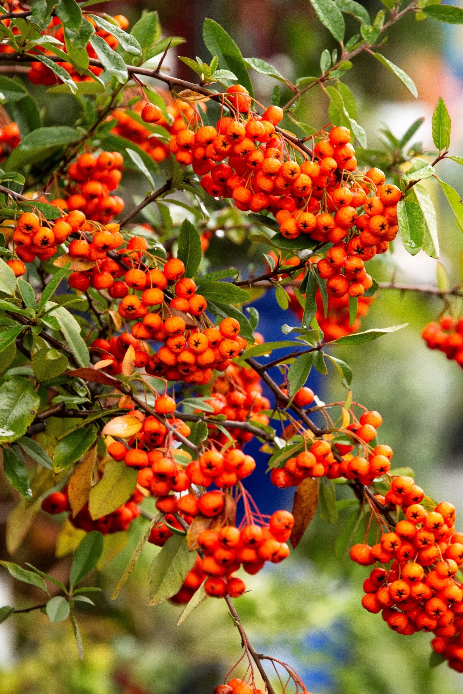 Yukon Belle® Pyracantha 3 Yukon Belle® Pyracantha