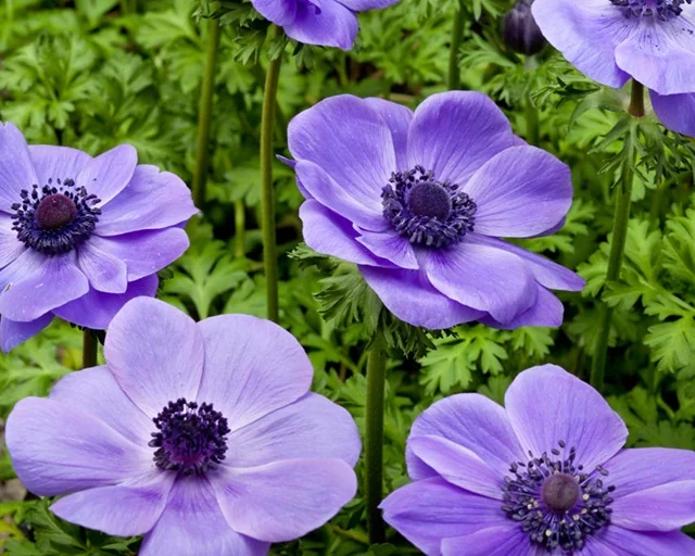 Harmony Blue Anemone