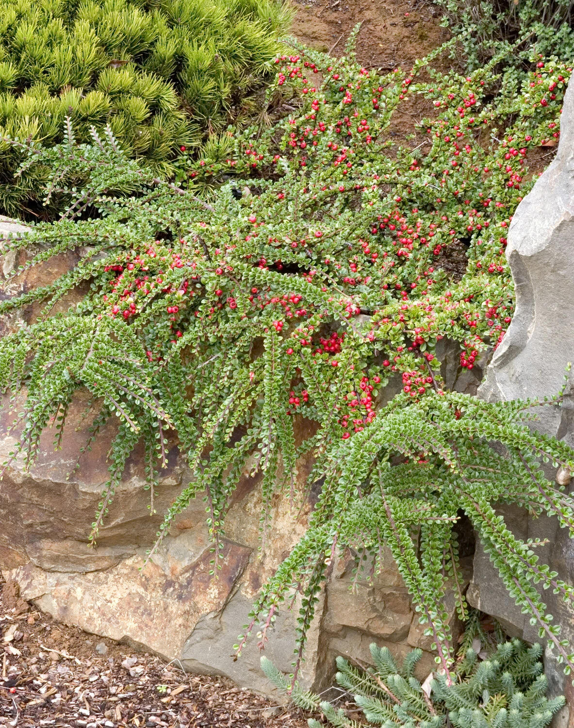 Prostrate Rock Cotoneaster 6 Prostrate Rock Cotoneaster