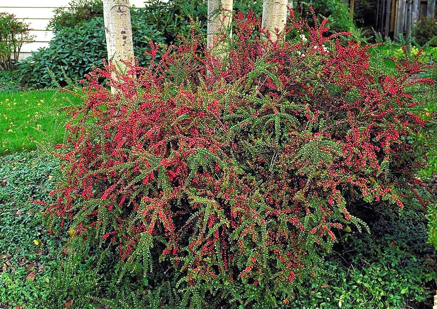 Prostrate Rock Cotoneaster 2 Prostrate Rock Cotoneaster