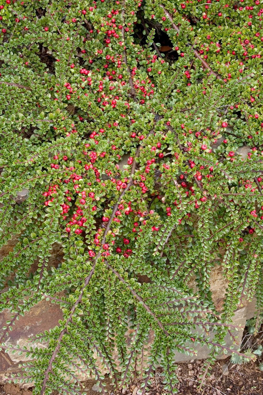 Prostrate Rock Cotoneaster 3 Prostrate Rock Cotoneaster