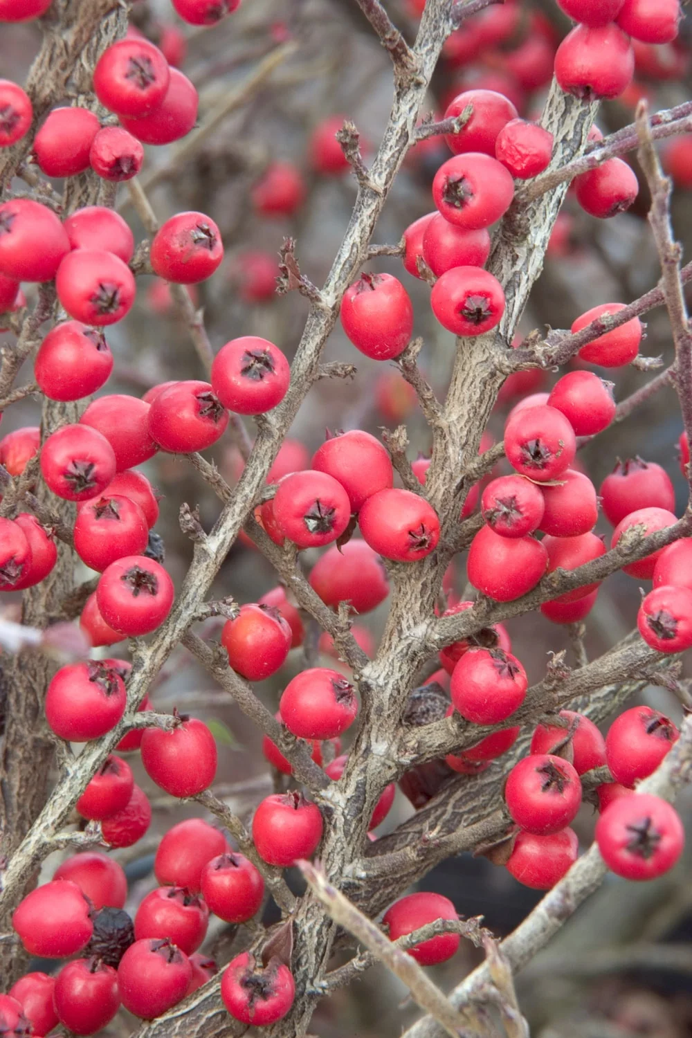 Prostrate Rock Cotoneaster 4 Prostrate Rock Cotoneaster