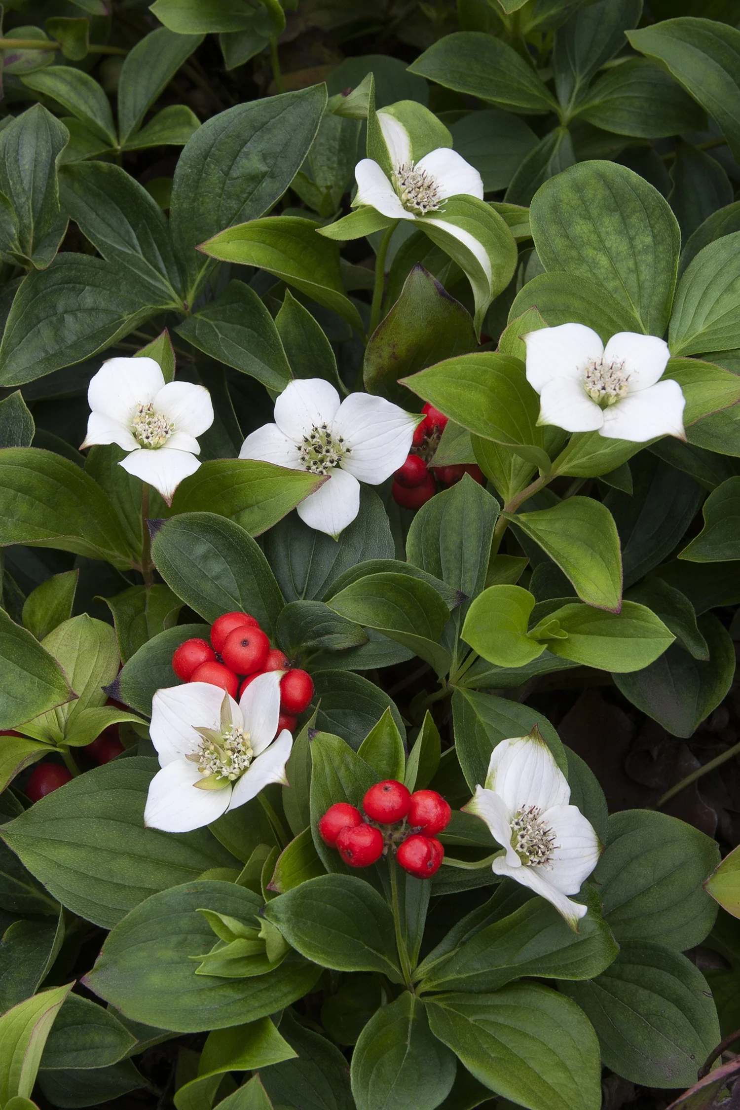 Bunchberry 6 Bunchberry