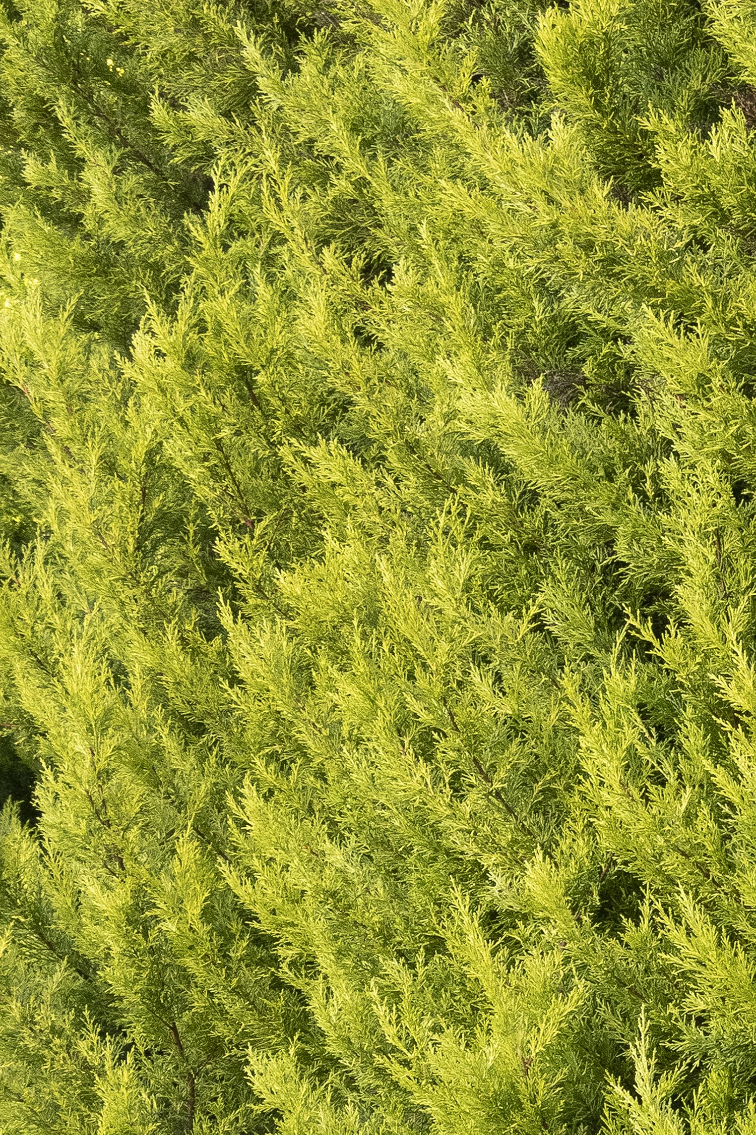 Donard Gold Monterey Cypress 7 Donard Gold Monterey Cypress