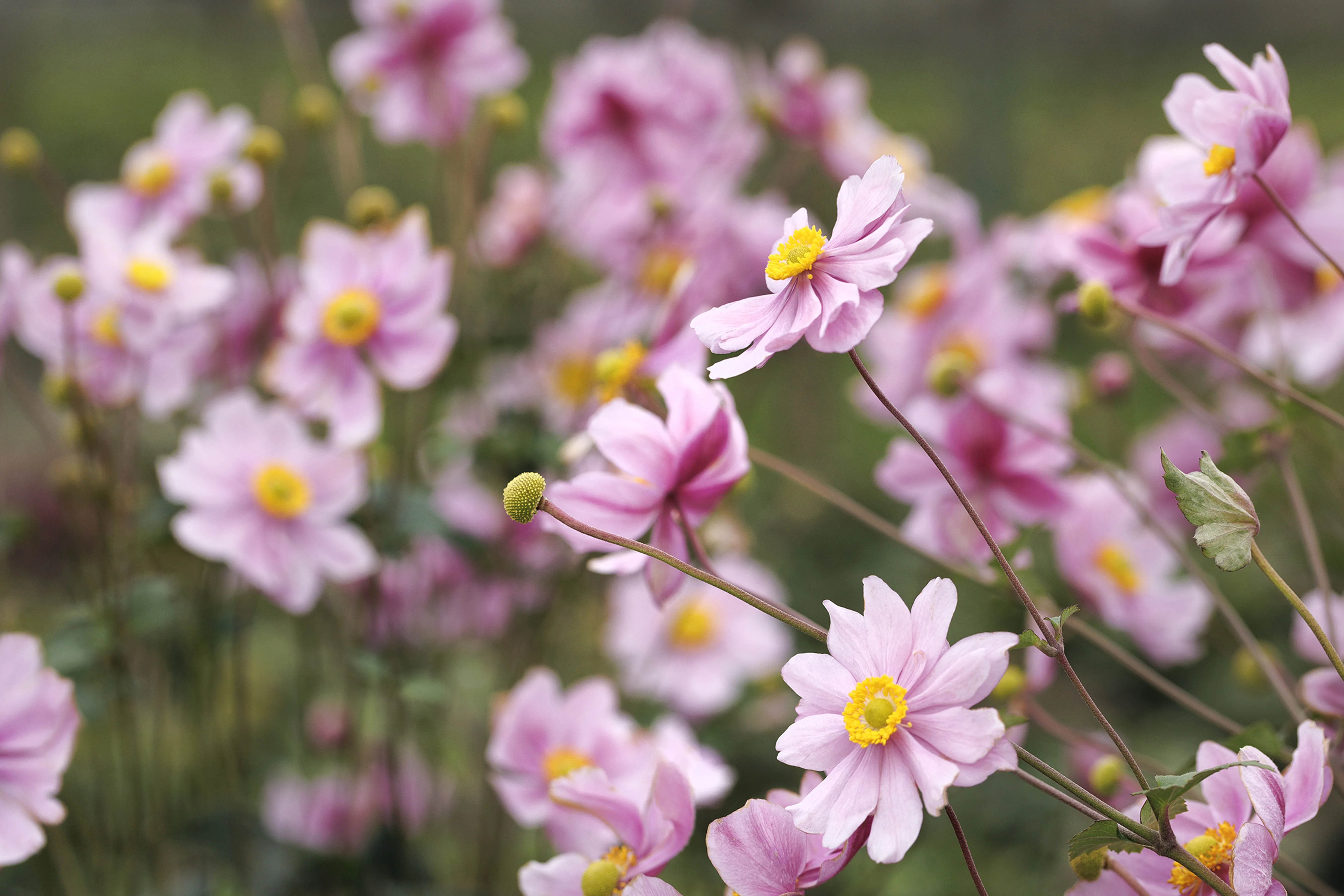 Serenade Japanese Anemone 3 Serenade Japanese Anemone