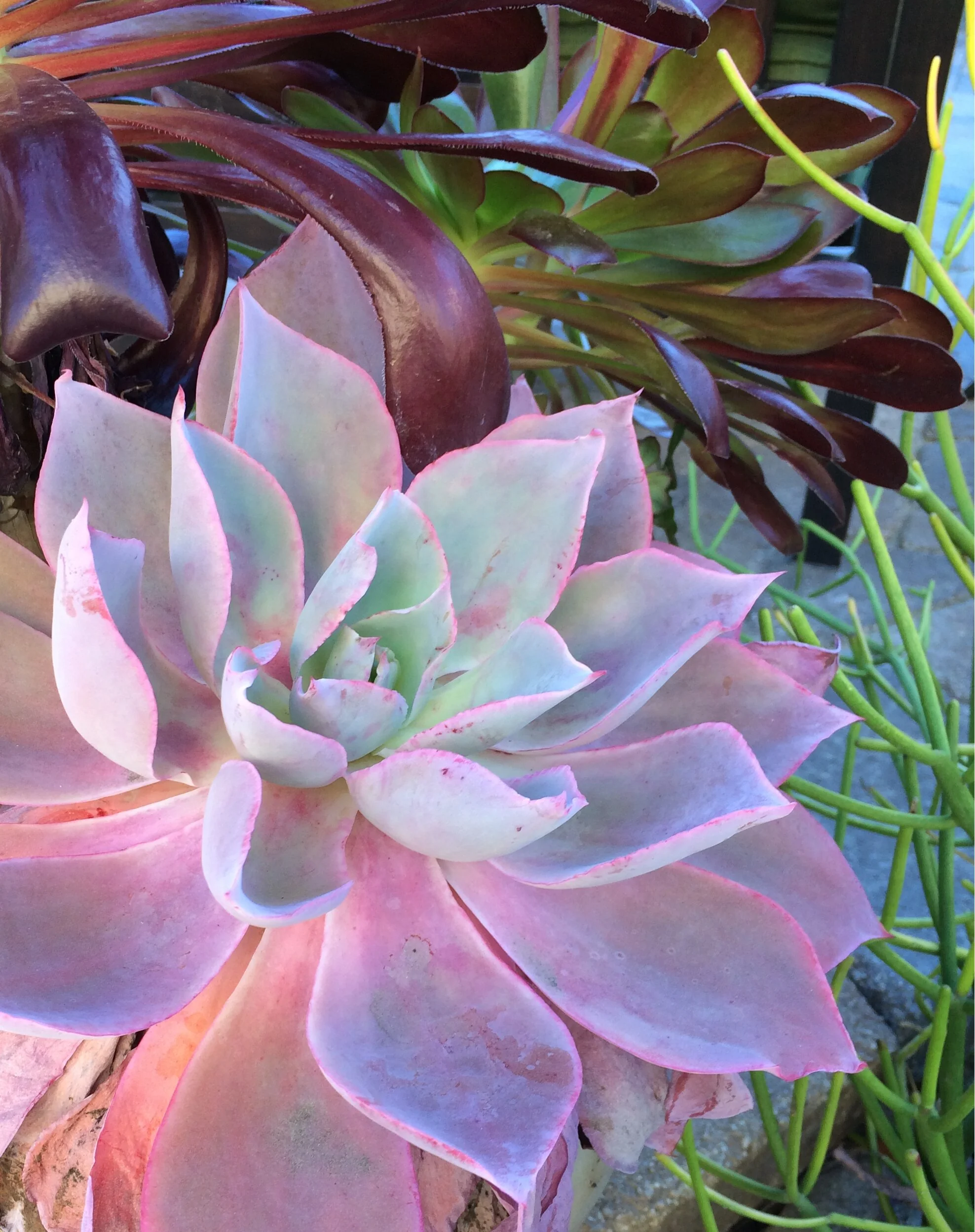 Afterglow Echeveria 10 Afterglow Echeveria