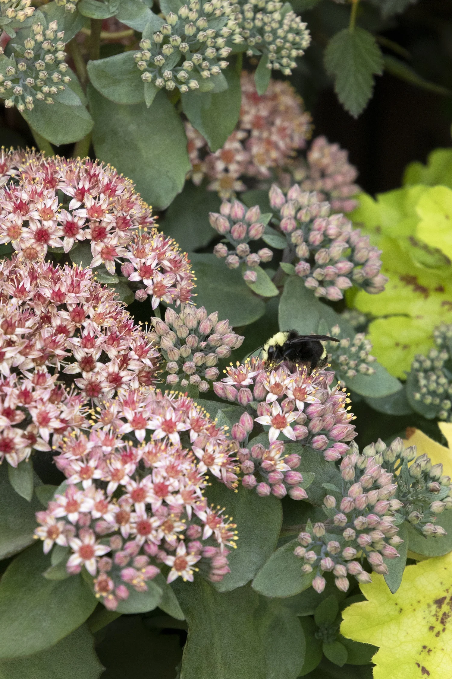 Evolution™ Emerald Ice Sedum 1 Evolution™ Emerald Ice Sedum