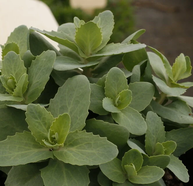 Evolution™ Emerald Ice Sedum 2 Evolution™ Emerald Ice Sedum