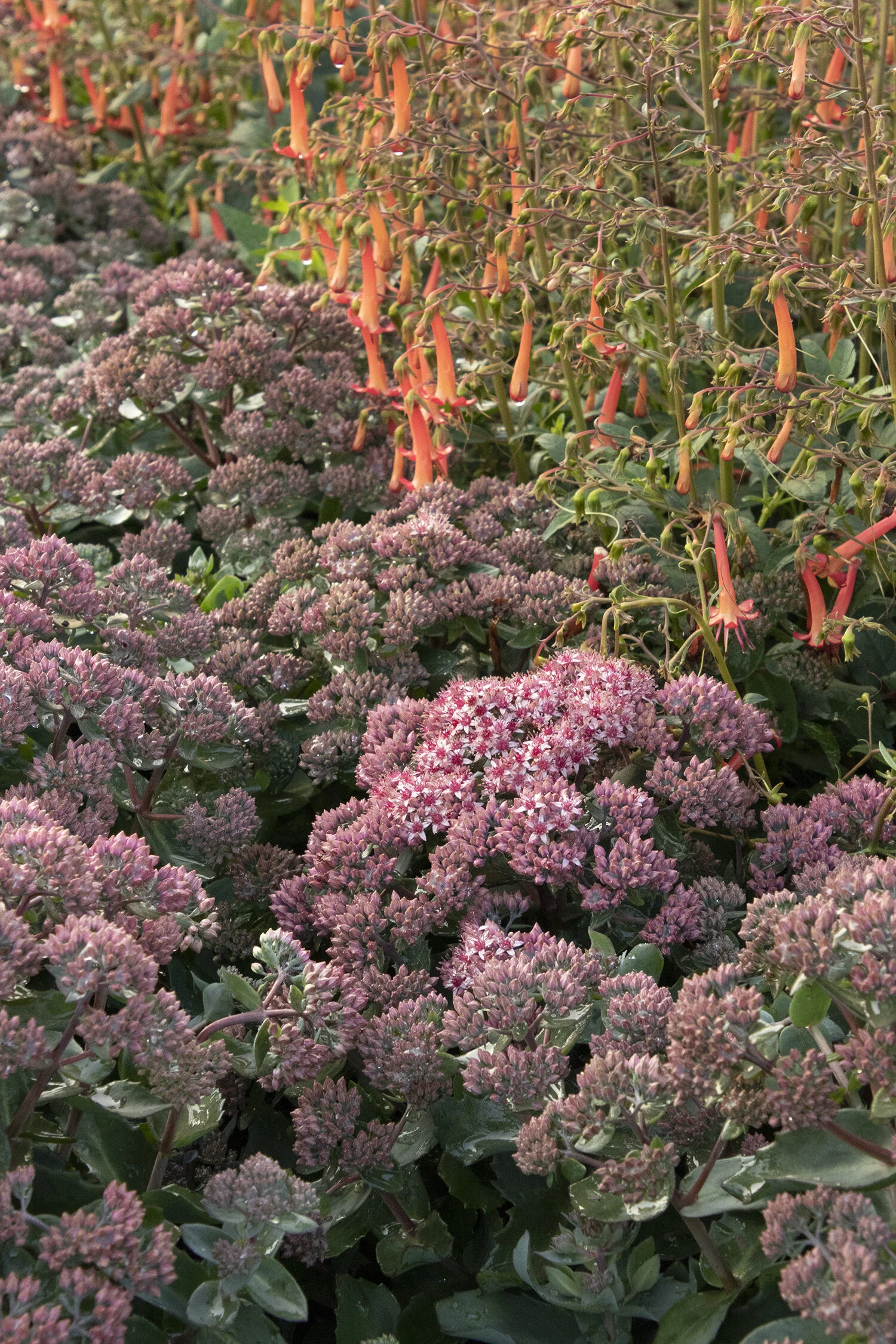 Evolution™ Emerald Ice Sedum 3 Evolution™ Emerald Ice Sedum