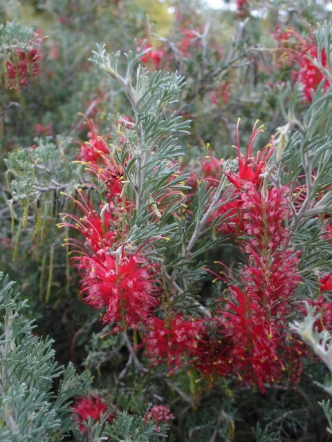 Magic Lantern Grevillea 1 Magic Lantern Grevillea