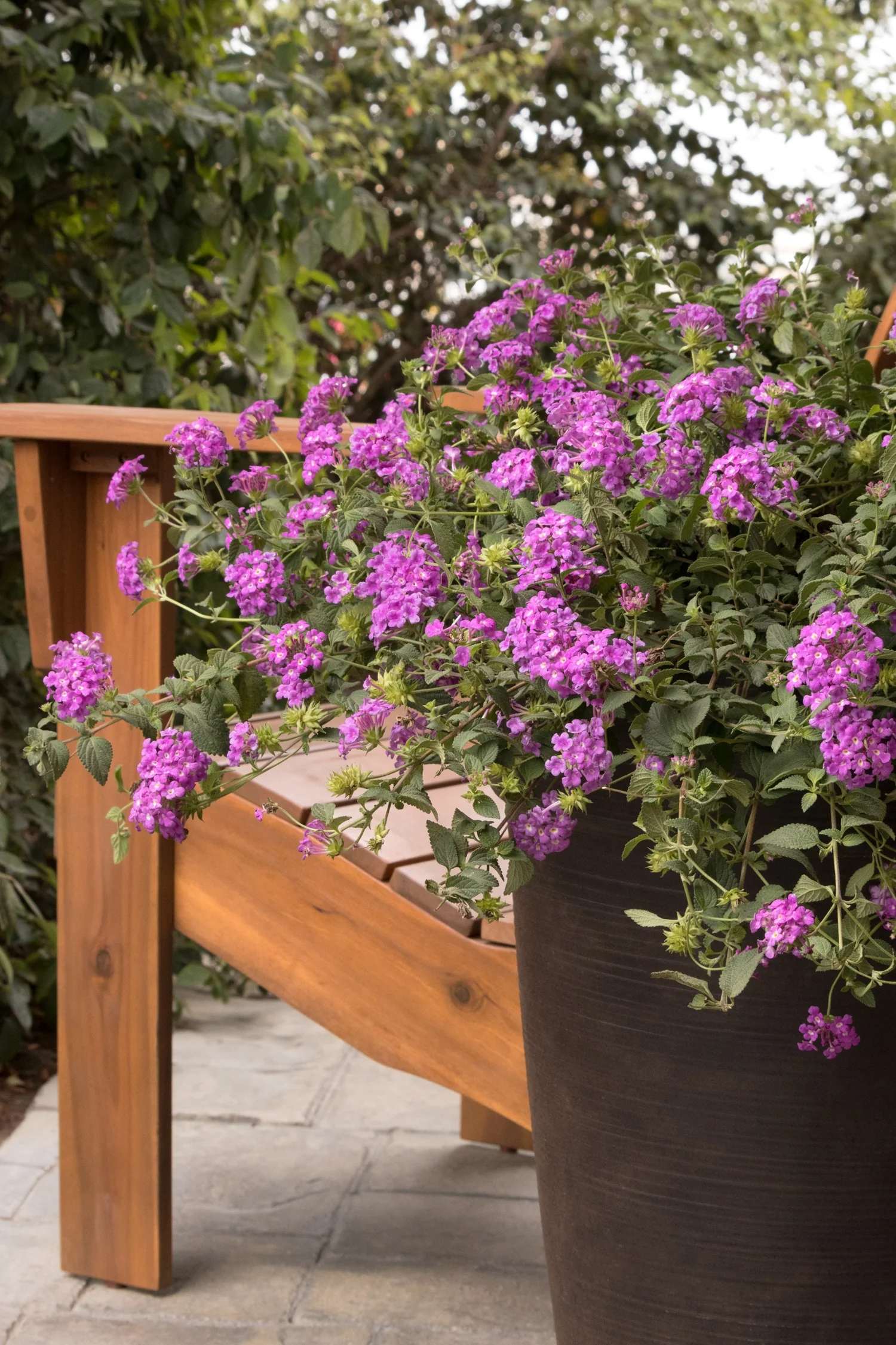 Purple Potion® Trailing Lantana 6 Purple Potion® Trailing Lantana