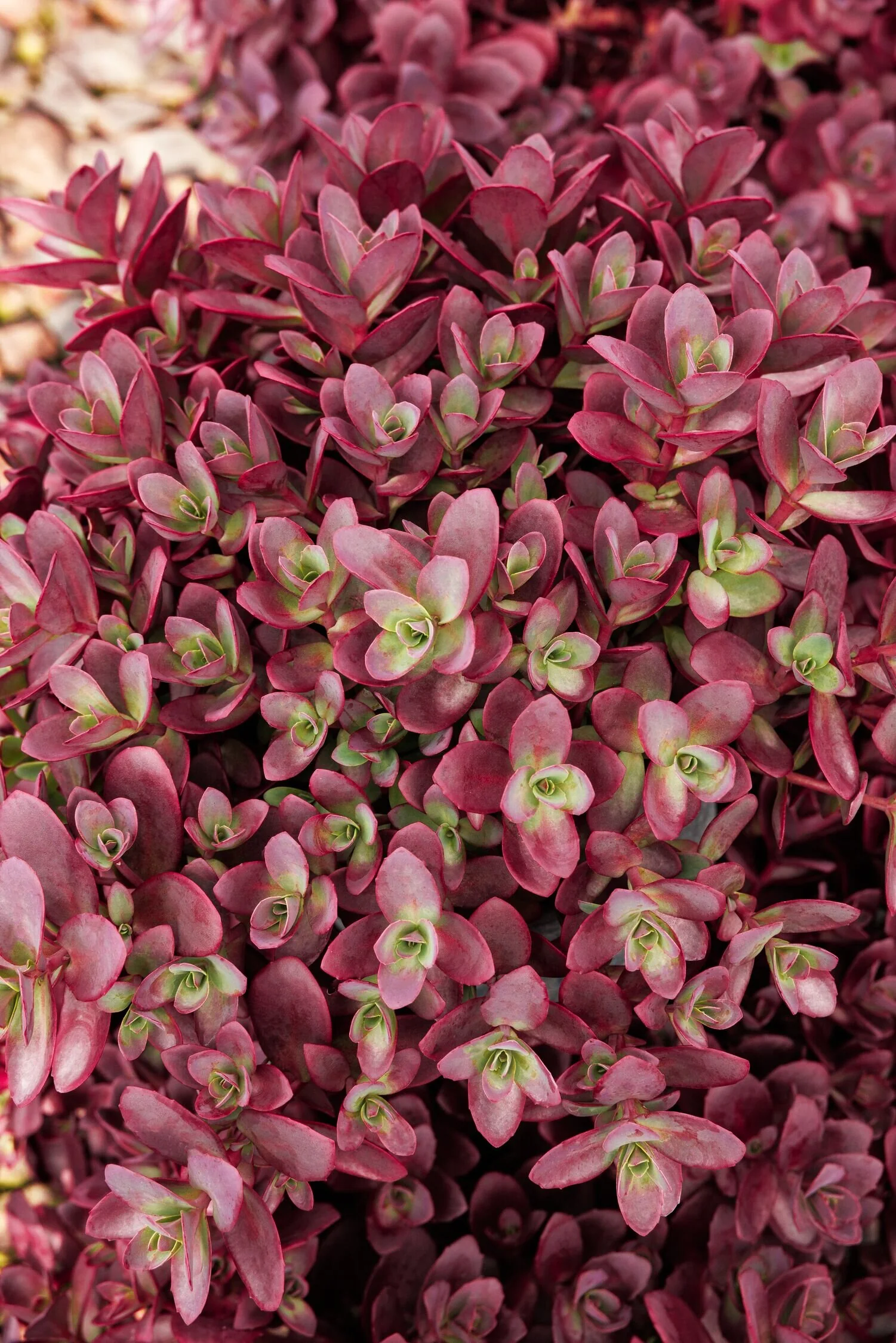 SunSparkler® Firecracker Sedum 4 SunSparkler® Firecracker Sedum