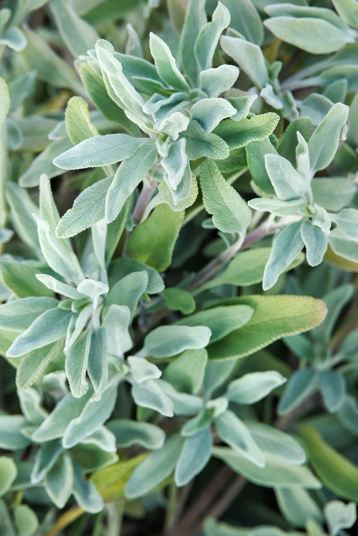 Bee's Bliss Sage