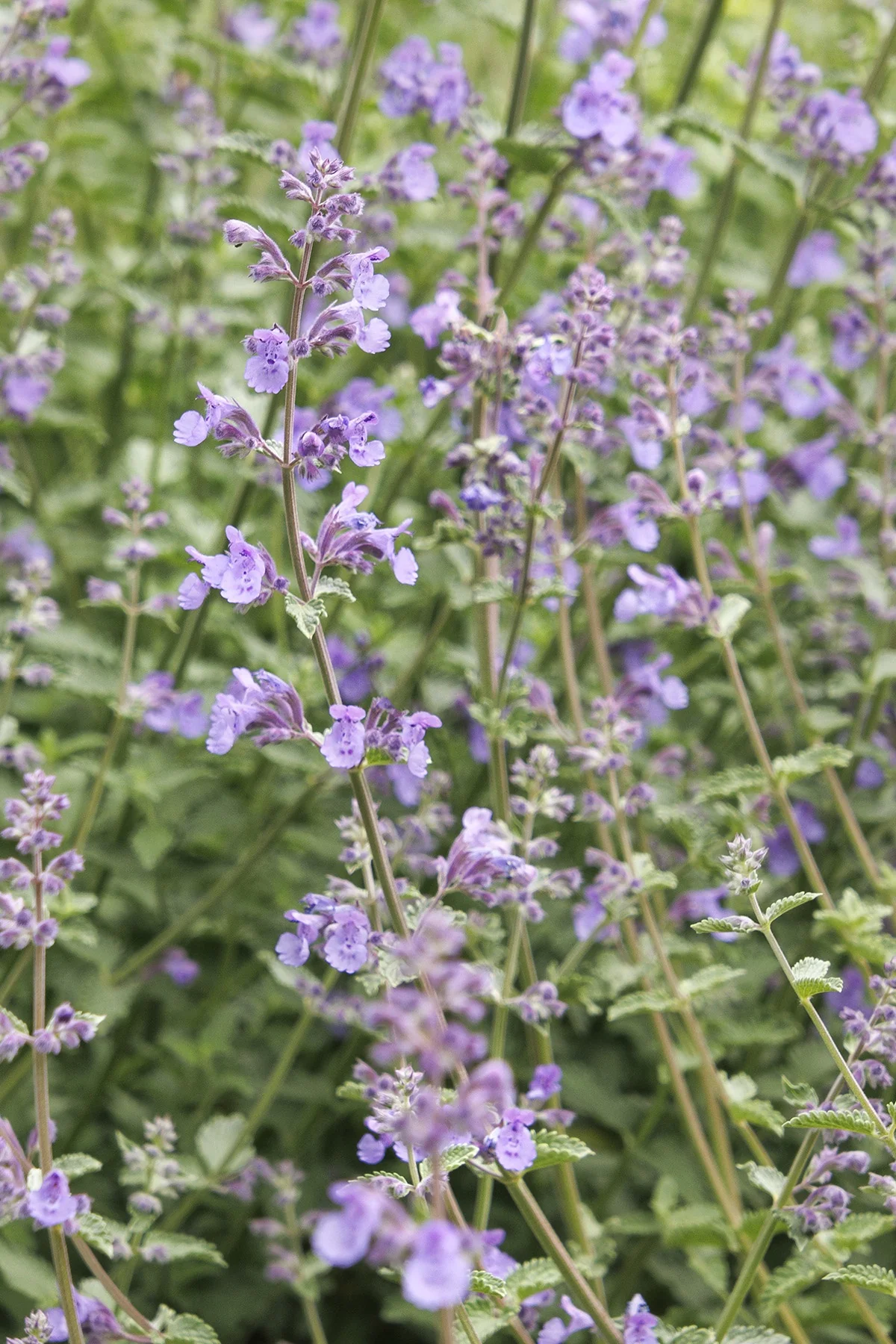 Walker's Low Catmint 4 Walker's Low Catmint
