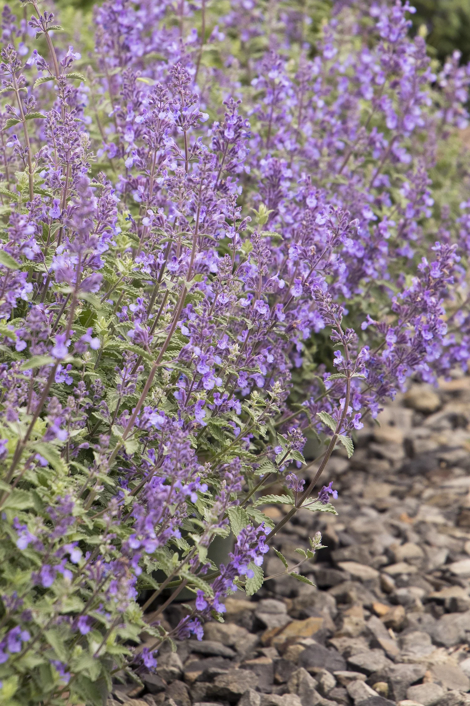 Walker's Low Catmint