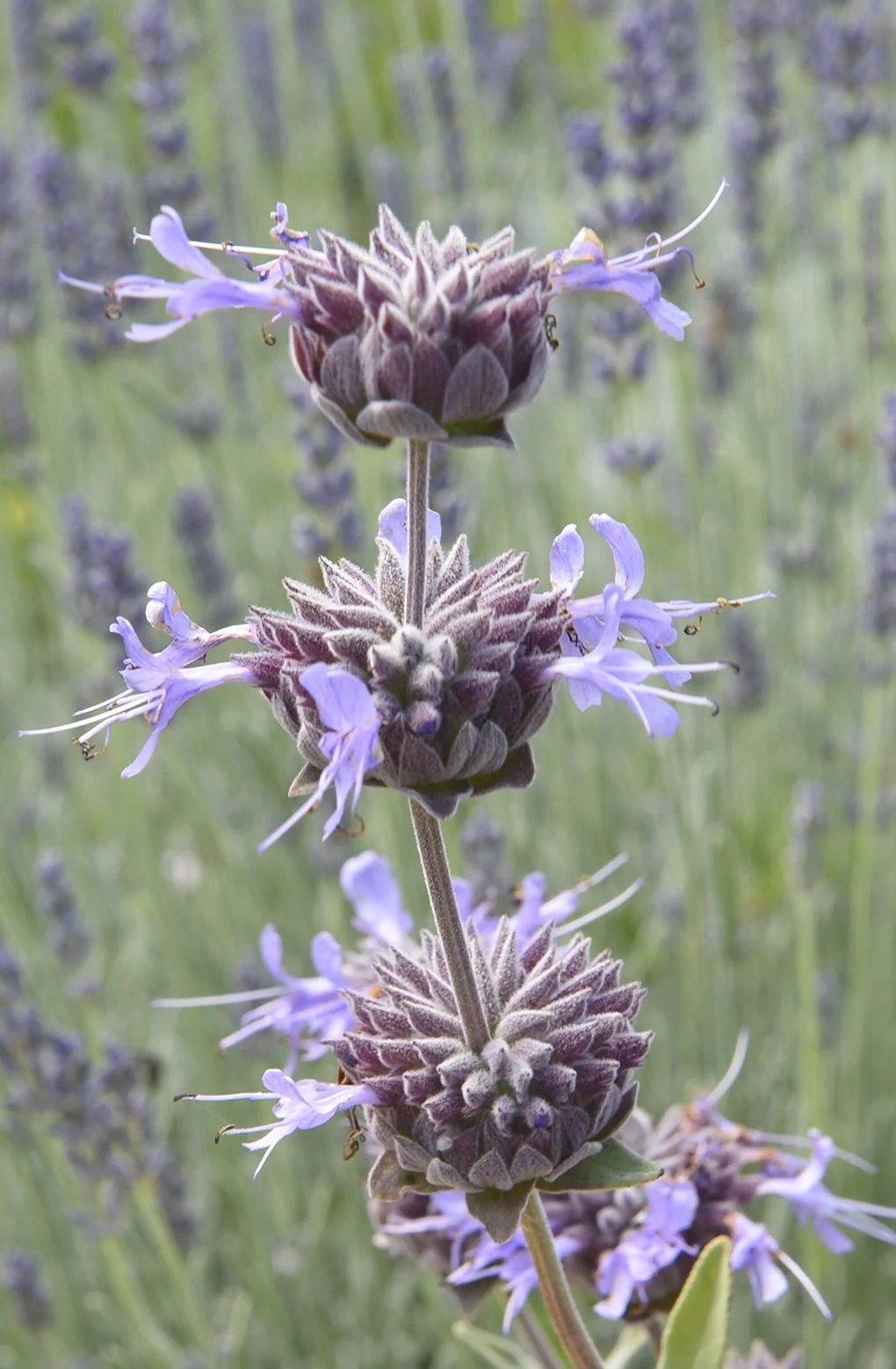 Allen Chickering Sage