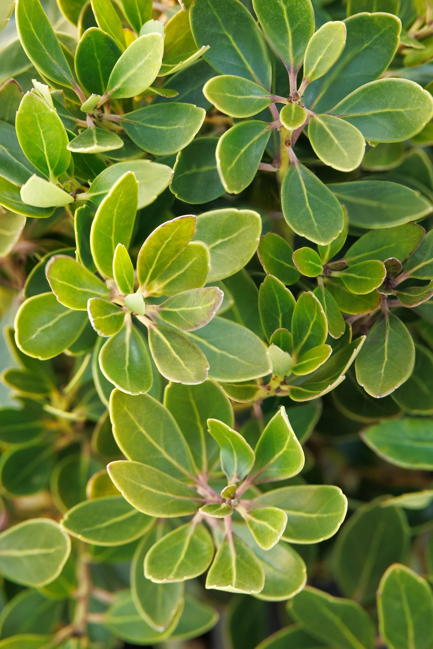 Forever Emerald™ Inkberry 1 Forever Emerald™ Inkberry
