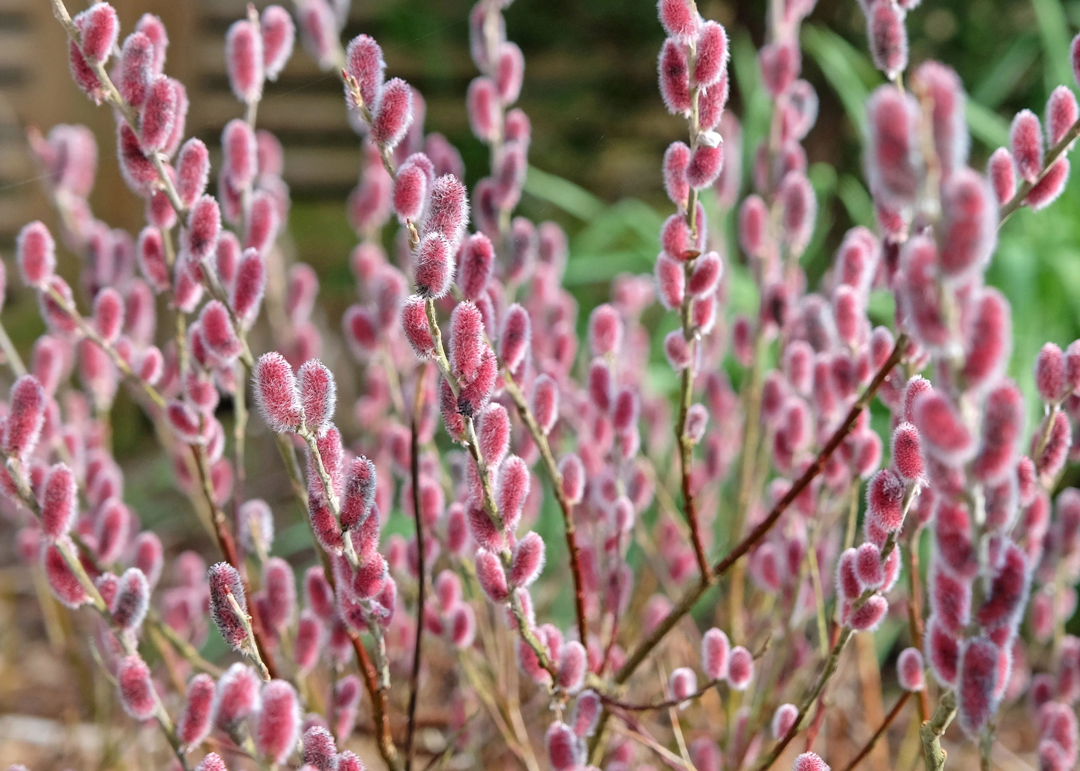 Japanese Pink Pussy Willow