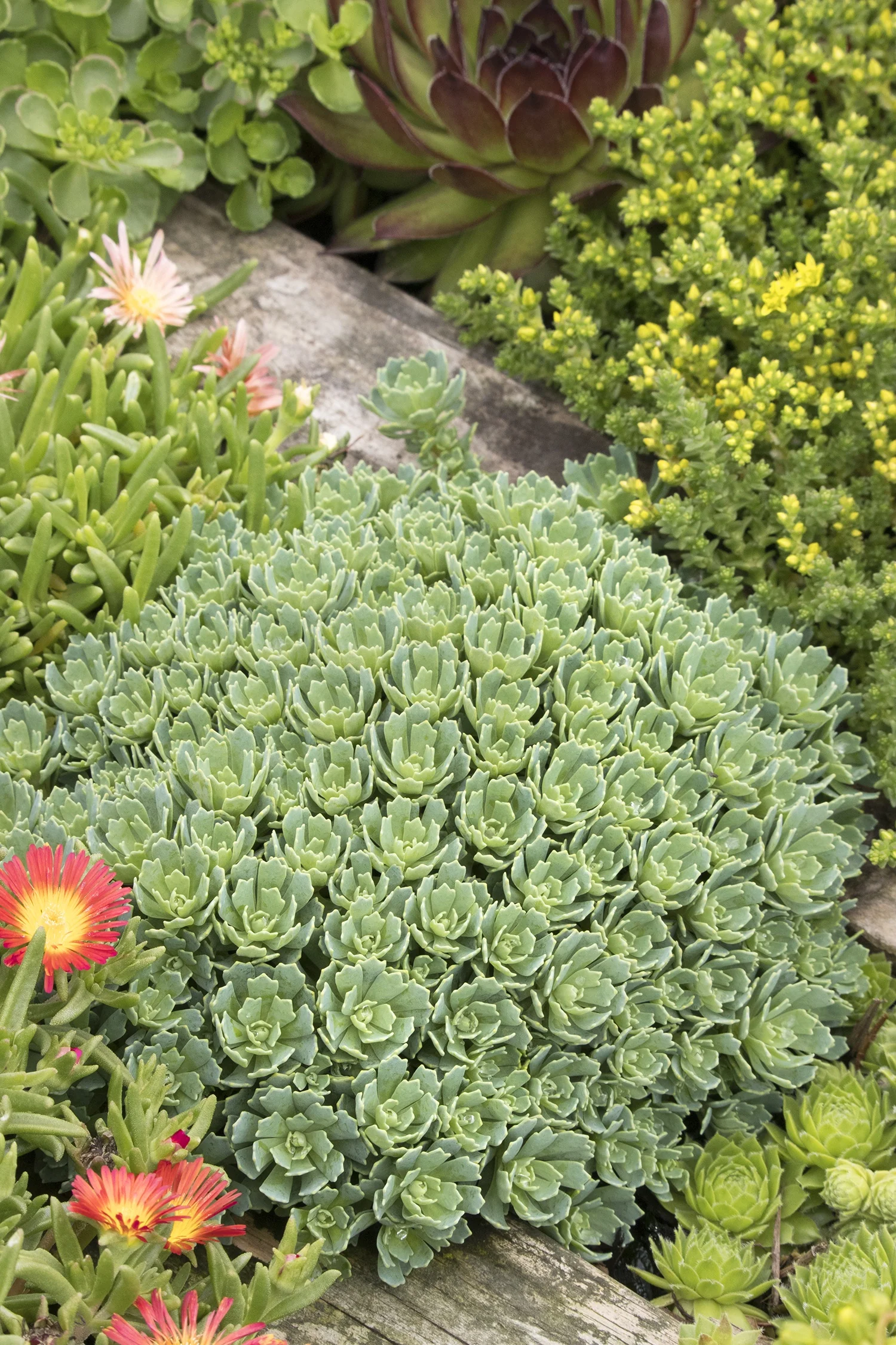 Gray Stonecrop