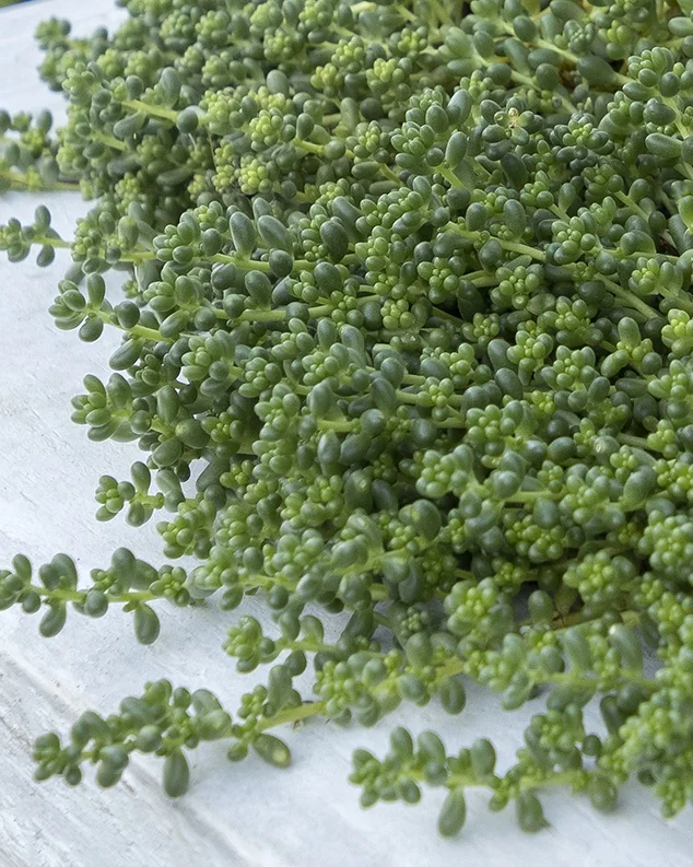 Baby Tears Stonecrop