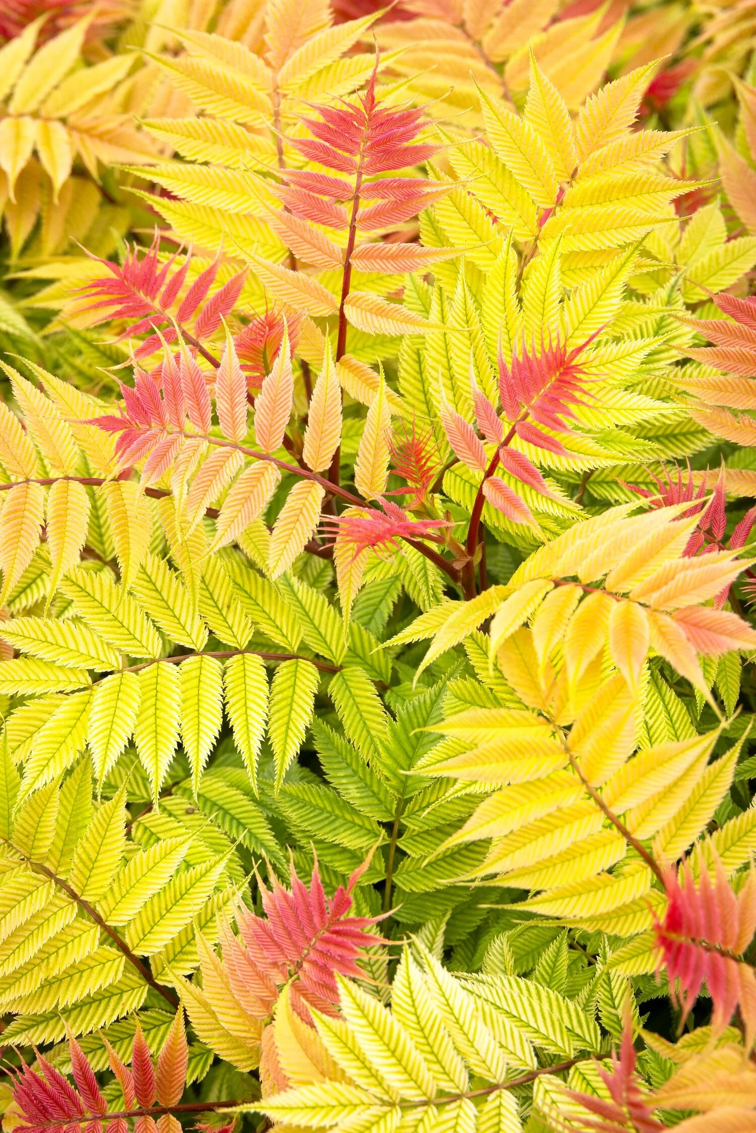 Crimson Feather False Spirea 15 Crimson Feather False Spirea