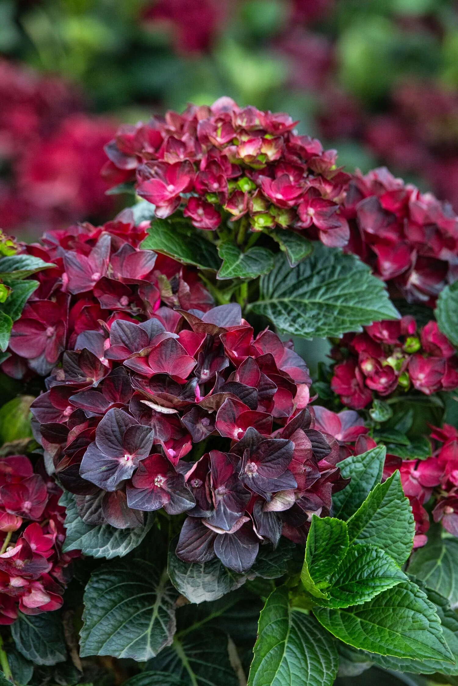 Centennial Ruby™ Hydrangea 1 Centennial Ruby™ Hydrangea