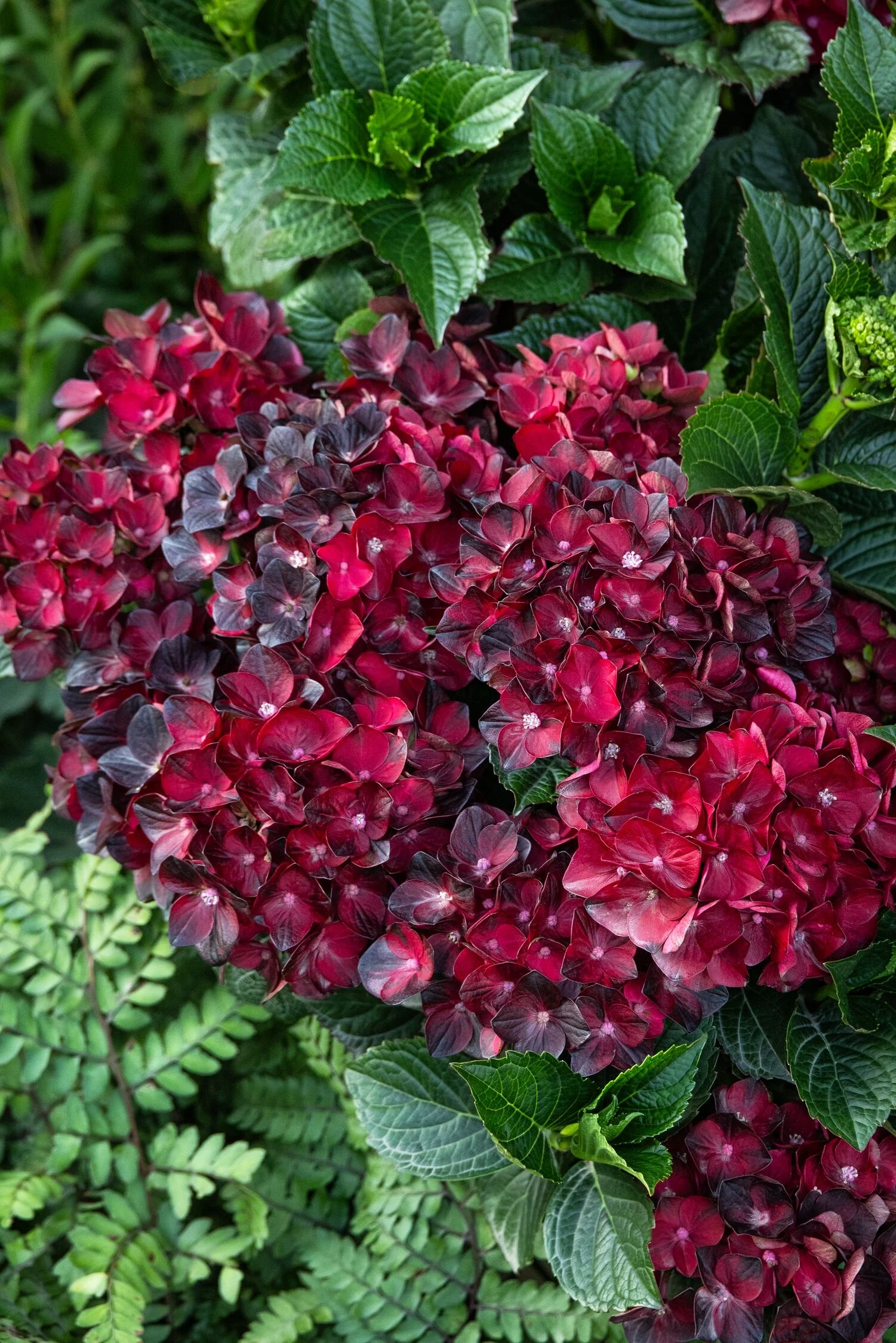 Centennial Ruby™ Hydrangea 2 Centennial Ruby™ Hydrangea