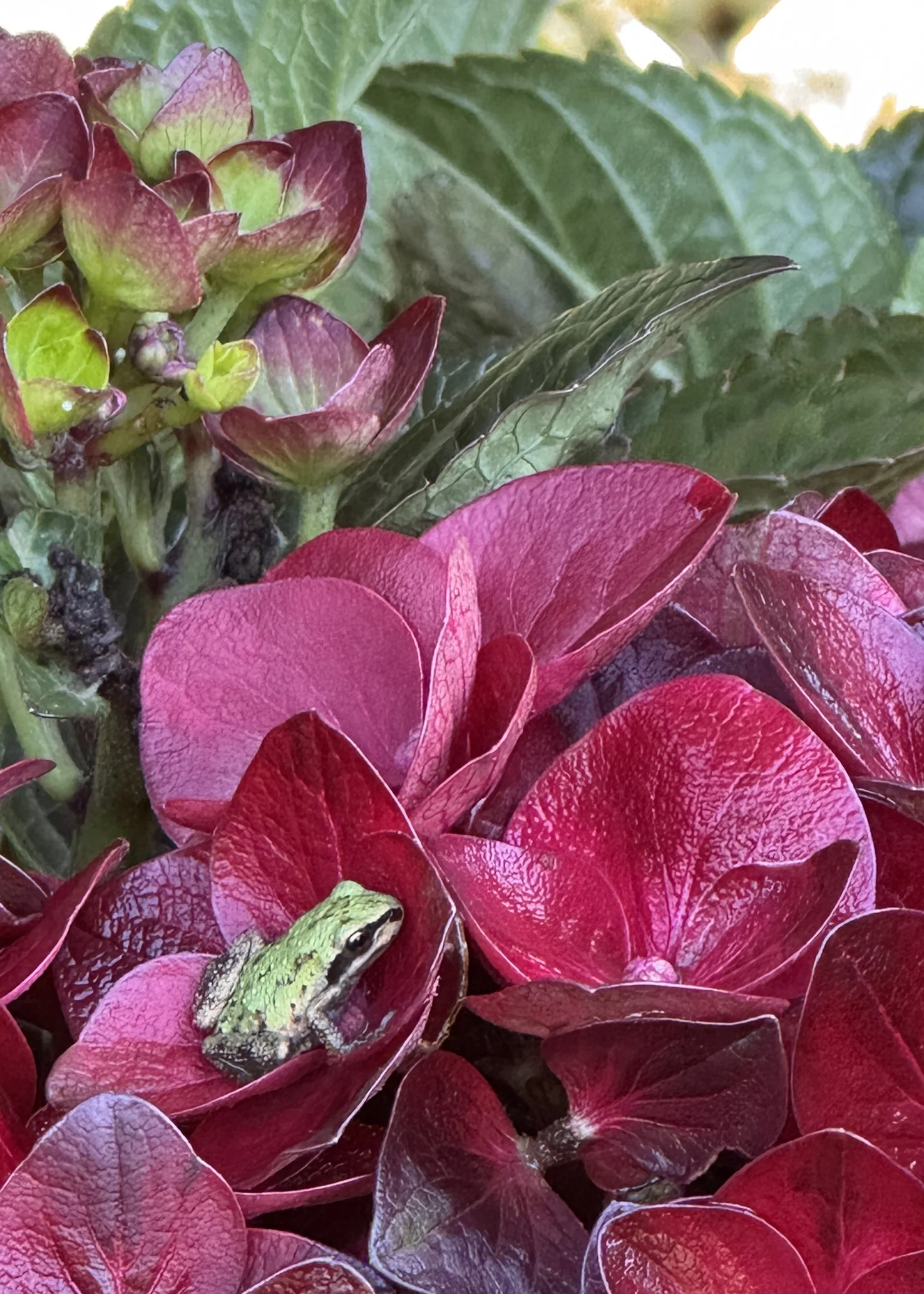 Centennial Ruby™ Hydrangea 3 Centennial Ruby™ Hydrangea
