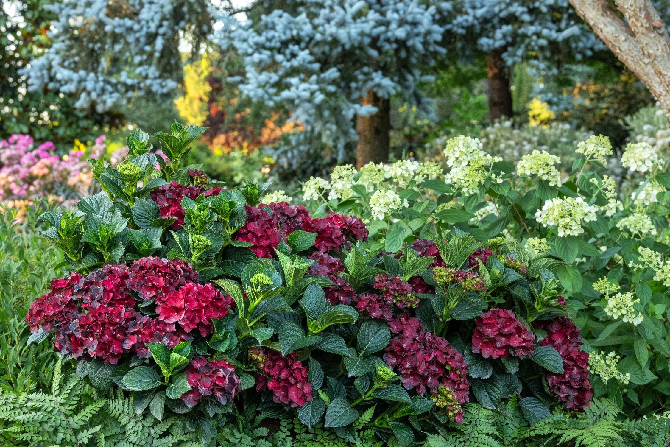 Centennial Ruby™ Hydrangea 4 Centennial Ruby™ Hydrangea
